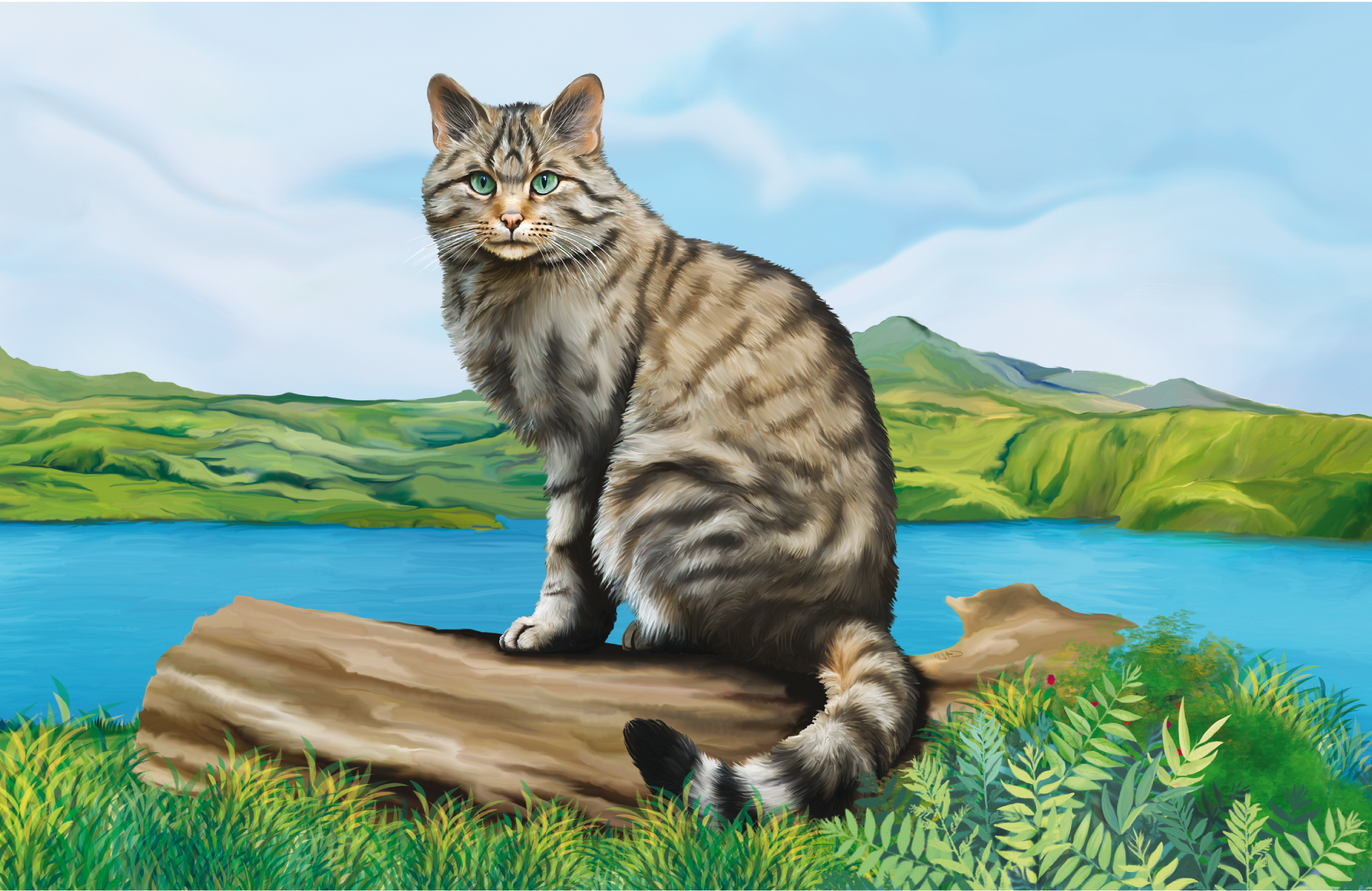 Immagine per la categoria dei gatti